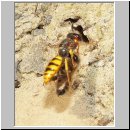 Philanthus triangulum - Bienenwolf w20.jpg